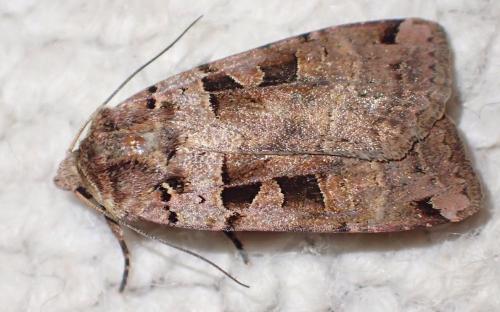 Xestia triangulum